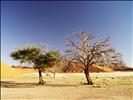 Trees, Sossusvlei